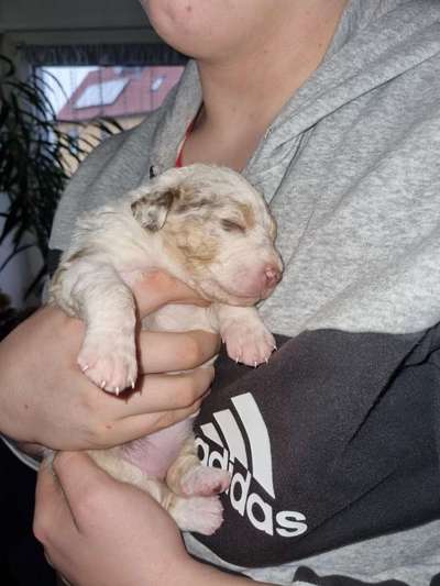 Das erste Bild eures Hundes-Beitrag-Bild