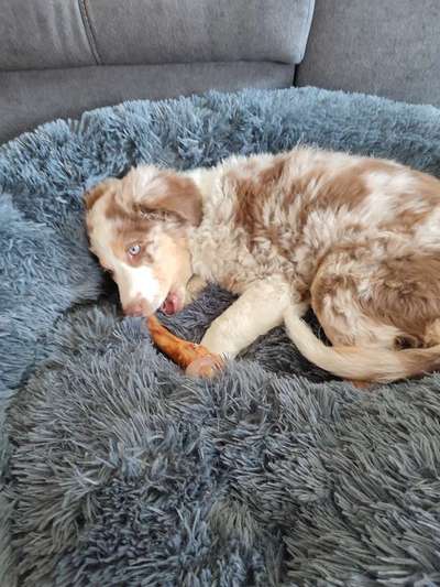 Welpen Bilder !-Beitrag-Bild