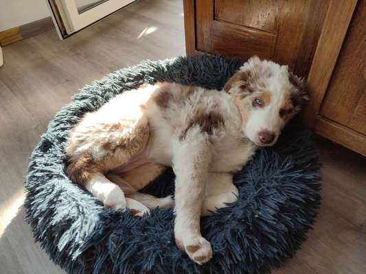 Welpen Bilder !-Beitrag-Bild