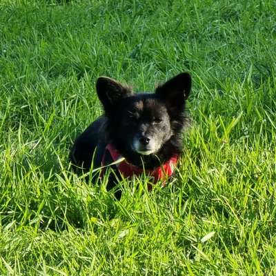 Hundetreffen-Hundetreff auf dem Hundeplatz in Telgte 😇-Profilbild