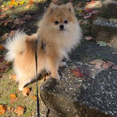 Hundetreffen-Hundefreund für Nash gesucht-Bild