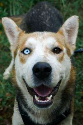 Tierschutzhunde suchen ein Zuhause-Beitrag-Bild