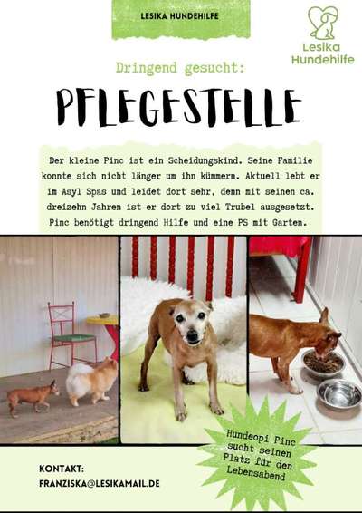 Tierschutzhunde suchen ein Zuhause-Beitrag-Bild