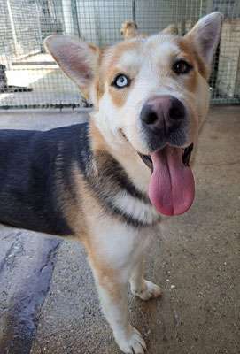 Tierschutzhunde suchen ein Zuhause-Beitrag-Bild