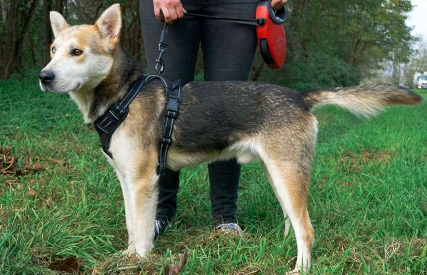 Tierschutzhunde suchen ein Zuhause-Beitrag-Bild