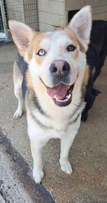 Tierschutzhunde suchen ein Zuhause-Beitrag-Bild