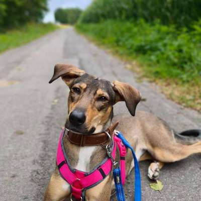Hundetreffen-Spielkontakte-Bild