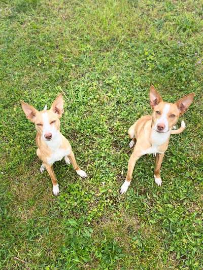 Auslandstierschutz-Beitrag-Bild