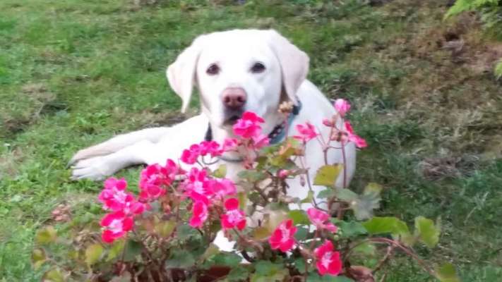 Die Dogorama Monats Challenge "Es grünt und blüht"-Beitrag-Bild