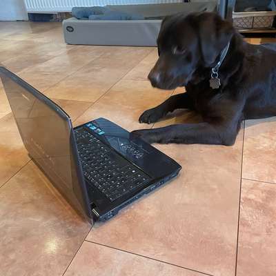 Giftköder-Der perfekte Rückruf-Bild