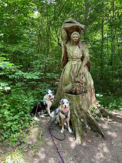 Hundeauslaufgebiet-Köpfertal-Bild