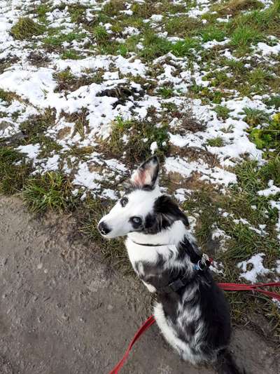 CHALLENGE NR. 19 - Der Hundeblick-Beitrag-Bild