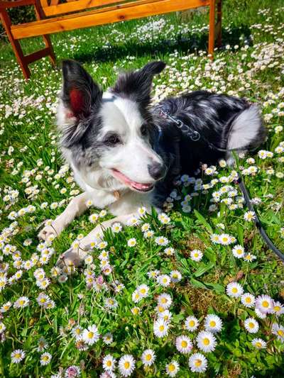 Fotochallenge 78

Es grünt und blüht-Beitrag-Bild