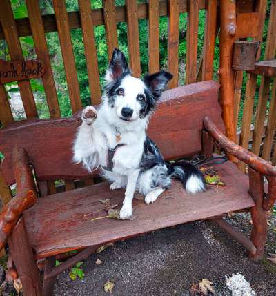Zeigt mal eure border Collies :)-Beitrag-Bild