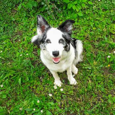 Gibt's hier noch mehr Border Collies???-Beitrag-Bild