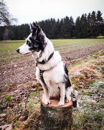 Reinrassige Hunde?-Beitrag-Bild