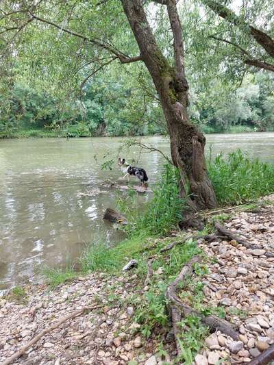 Dogorama Photo Challenge - Tarnung ist alles-Beitrag-Bild