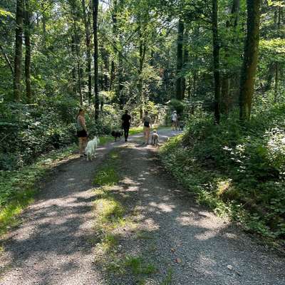 Hundetreffen-Social Walk Gruppe-Bild