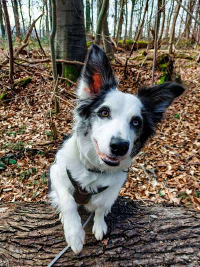 Wald Bild-Beitrag-Bild