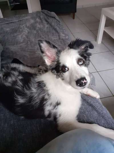 Welche Hunderasse-Beitrag-Bild