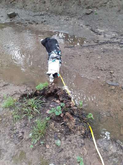 Hundeauslaufgebiet-Waldrunde-Bild