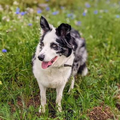 Hundetreffen-Mantrailing Gruppe-Bild
