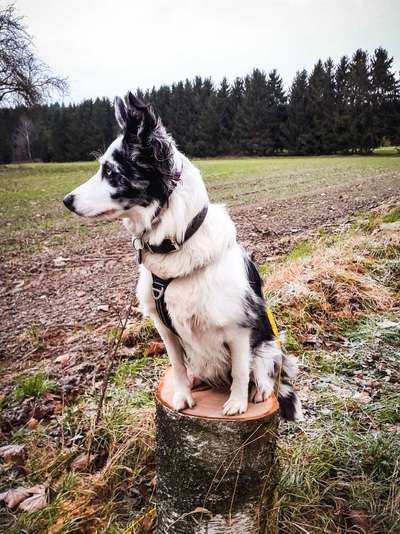 Zeigt her eure Junghunde :)-Beitrag-Bild