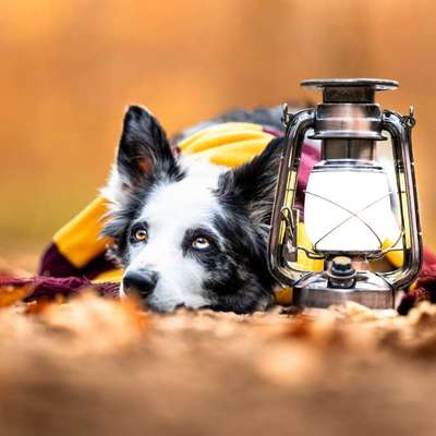 Hundetreffen-Hundefreunde Heilbronn für Training, Gassirunden, Wanderung, Austausch etc. gesucht-Bild
