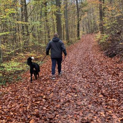 Hundetreffen-Gassi oder Spielrunden-Bild