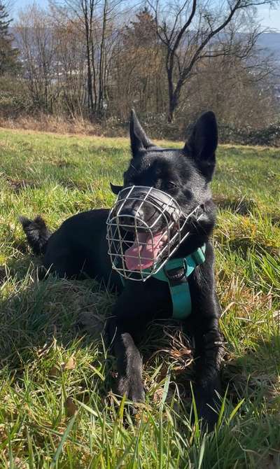 Hundetreffen-Socialwalk/Begegnungstraining-Bild