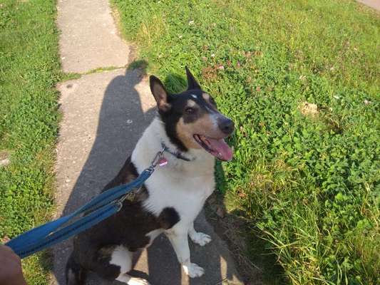 Smooth Collie oder kurzhaariger Collie-Beitrag-Bild