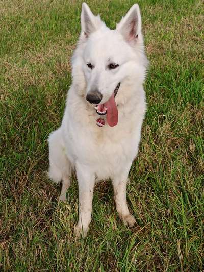 Welpenfotos-Beitrag-Bild