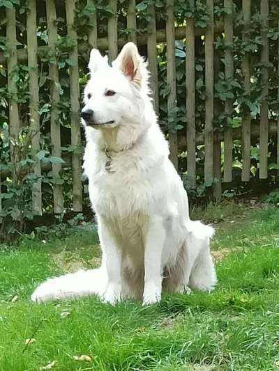 Welpenfotos-Beitrag-Bild