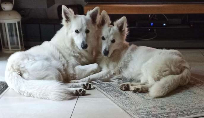 Weisse Schäferhunde-Beitrag-Bild