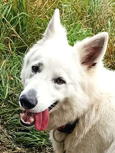 Dogorama Photo Challenge - Hundeblick zum hinschmelzen-Beitrag-Bild