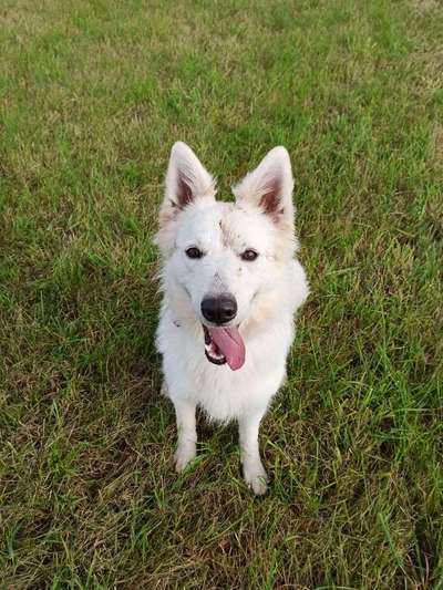 Dogorama Photo Challenge - Hundeblick zum hinschmelzen-Beitrag-Bild