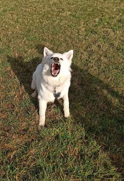 Dogorama Photo Challenge - lustigste Grimasse-Beitrag-Bild