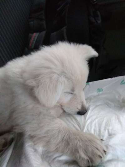 Welpenfotos-Beitrag-Bild