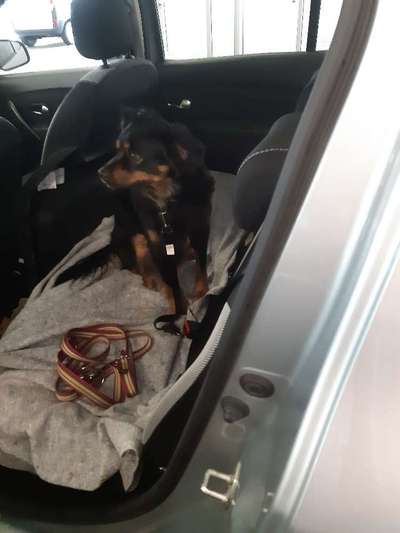 Mischlingshunde Foto Aufruf-Beitrag-Bild