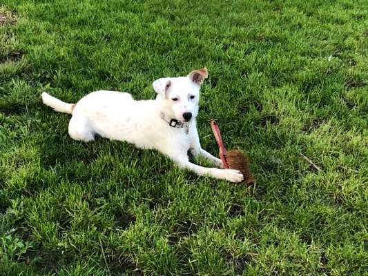 Die Dogorama Kalender Challenge Teil 3/4-Beitrag-Bild