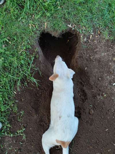 Die Dogorama Kalender Challenge 4/4-Beitrag-Bild