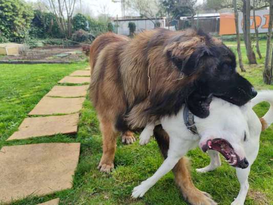 FOTO CHALLENGE 77 - Dein Hund im Spiel-Beitrag-Bild