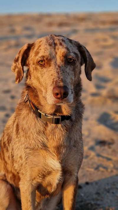 Hundetreffen-Trainieren von Hundebegegnungen-Bild