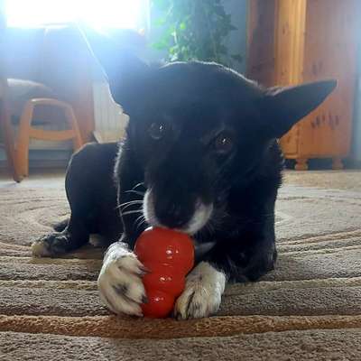 Dogorama Photo Challenge - Hundeblick zum hinschmelzen-Beitrag-Bild