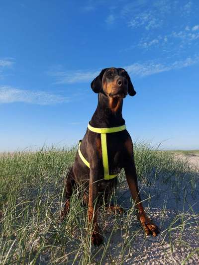 Dobermann Austausch-Beitrag-Bild