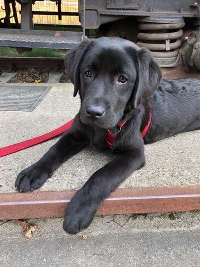 Welpen Bilder !-Beitrag-Bild