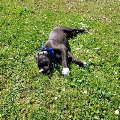 Hundetreffen-Welpen treffen in hohenschönhausen-Bild