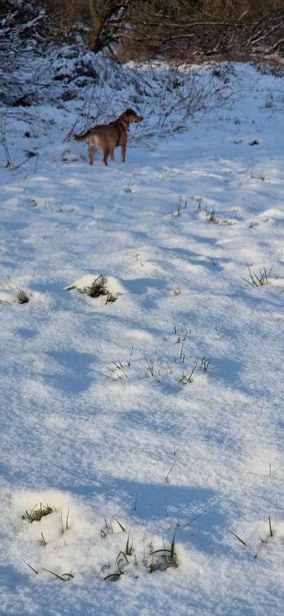 Freddys Kummerkasten-Beitrag-Bild