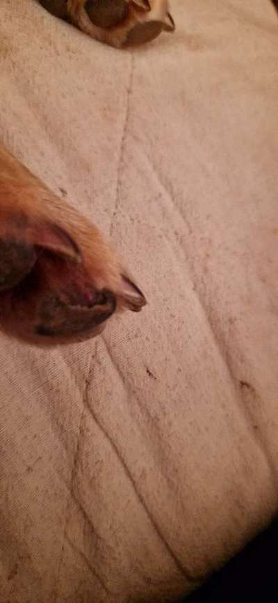 Verletzung am Pfotenballen-Beitrag-Bild