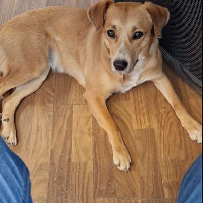 TierschutzhundeStammtisch🐕-Beitrag-Bild